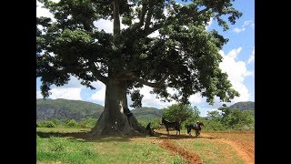 arboles gigantes