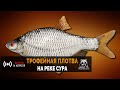 Русская Рыбалка 4 — Трофейная Плотва на реке Сура
