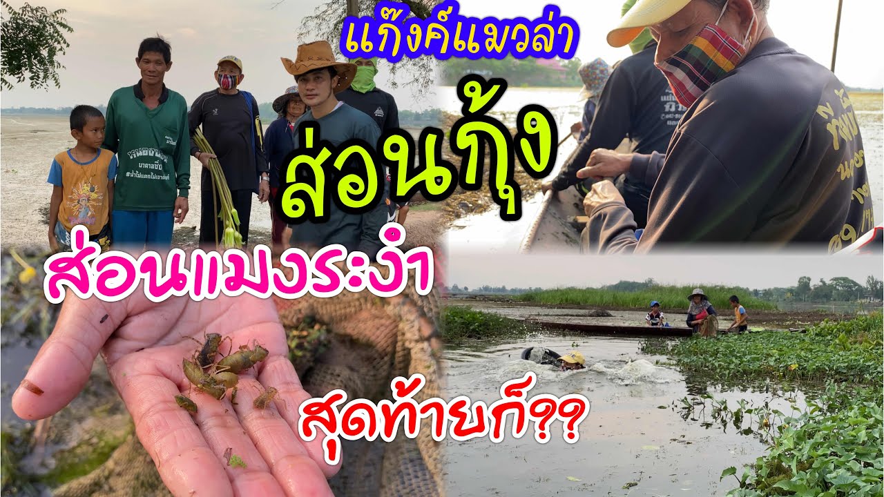 แก๊งค์แมวล่าตอนที่5!ยายแหลมทำแบบนี้เหมิดคำสิเว้าเลย !!ลงบึงส่อนกุ้งส่อนแมงระงำ(ได้เยอะมาก)