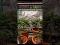 Mentha de Croco ca. 1 Woche dann flipp flipp #grow #green #420 #indoor #cannabisdaily