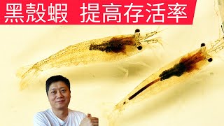 提高黑殼蝦存活率的關鍵 放養水草缸前一定要注意的要點 新手必看 蓄養 挑選 打氣 二氧化碳 脫殼 金魚藻