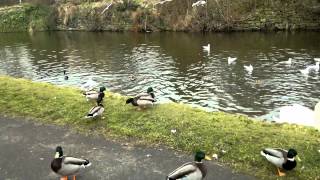 feeding bread to Ducks & Swans & Seagull @ barlane Riddlesden, West Yorkshire uk