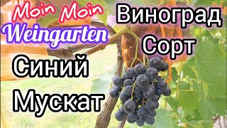 Виноград Мускат Синий. Muscat Bleu