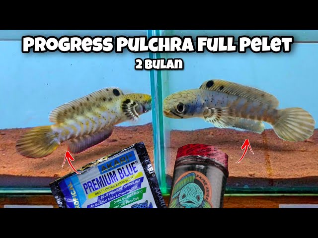 Progress Channa Pulchra Full pelet ( Premium Blue x Virus Fajar Arief ) - 2 bulan class=