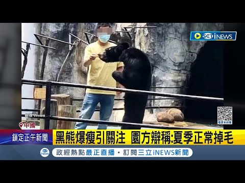 黑熊都瘦成老鼠了...中國南昌動物園"黑熊爆瘦"惹議 園方辯稱"掉毛"更稱是正常現象 中國網友怒批:不會養就不要養｜記者 黃語暄｜【國際局勢】20230607｜三立iNEWS