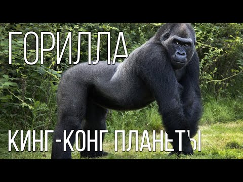 GORILLA: The Good King Kong and the biggest monkey | Interesting facts about monkeys and animals