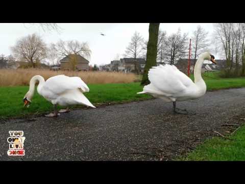 Video: Hoe de pijn van een hond te verlichten na het castreren