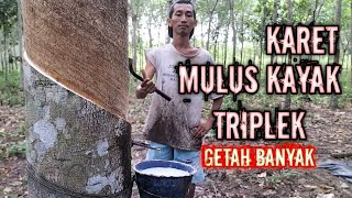 CARA MENYADAP KARET YANG BAIK DAN BENAR - Hasil Getah Banyak Dan Pulihan Karet Mulus 💯