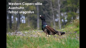 Western Capercaillie courtship display