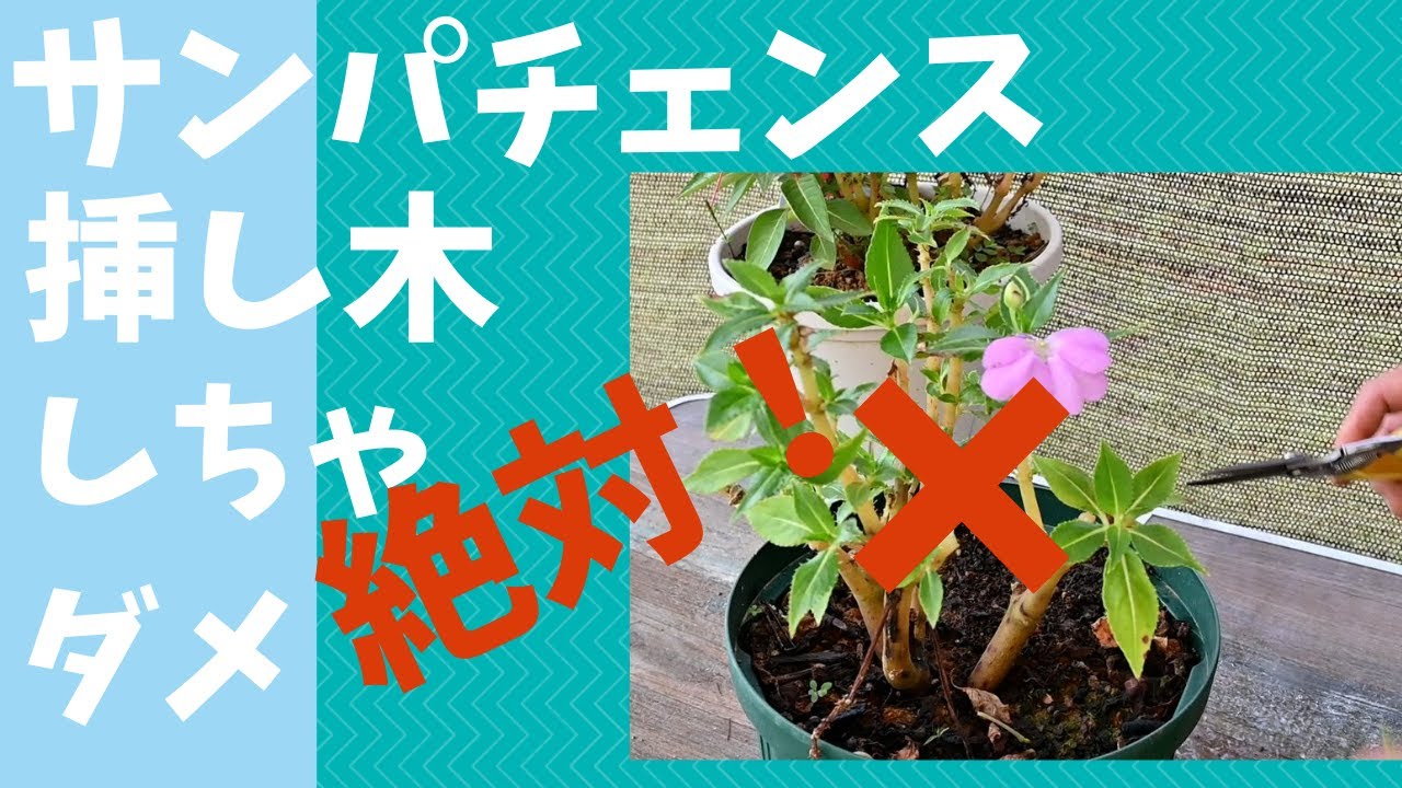 Vol 066 サンパチェンスは挿し木したらダメ 絶対 冬越しと新しい苗 沖縄 ガーデニング Vlog おうち時間で庭作り Youtube Vol 066 サンパチェンスは挿し木したらダメ 絶対 冬越しと新しい苗 沖縄 ガーデニング Vlog おうち時間で庭作り Youtube