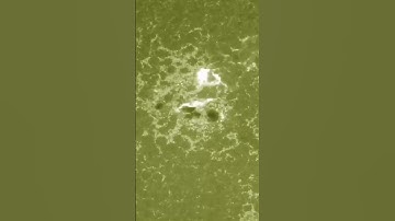 1600 from the Solar Dynamics Observatory