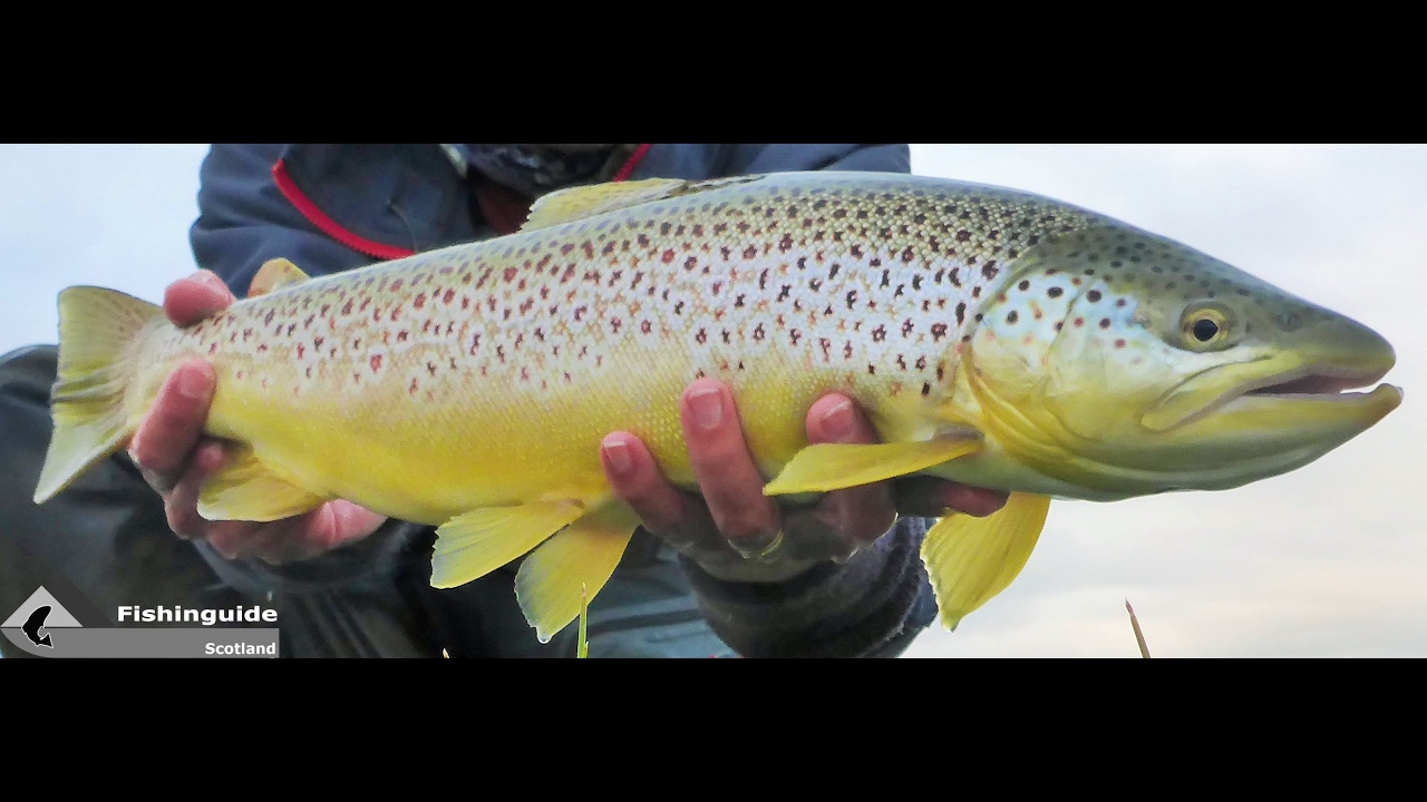Orkney Trophy Trout Trip video. Fishinguide Scotland YouTube