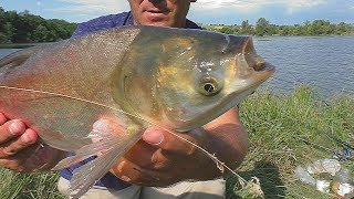 МОНТАЖ снасти, РЕЦЕПТ каши и РЫБАЛКА. Ловля ТОЛСТОЛОБА . My fishing