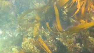 Diving in Cornwall