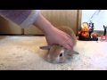 リクエストにお応えして！うさぎのモキュ様。大した内容じゃない動画w