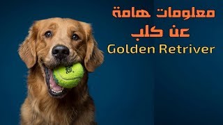 جميع المعلومات عن كلاب الجولدن ريتريفر  || Golden Retriever