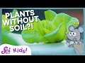 Growing Plants Without Soil! | Squeaks Grows a Garden! | SciShow Kids