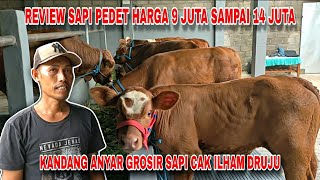Review Harga Sapi Terbaru Mulai harga 9 Juta Sampai 14 Juta Sapi Pedet super Berkualitas 