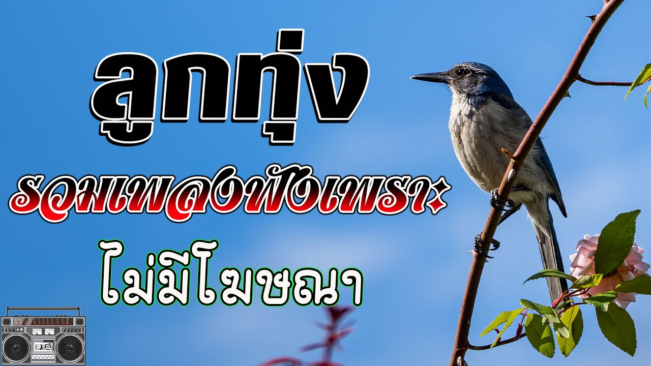ลูกทุ่งเสียงดีมาก : ระบบเสียงดีฟังเพราะมาก #รวมเพลงลูกทุ่งฟังเพราะ #คัดมาพิเศษ #ไม่มีโฆษณ #1