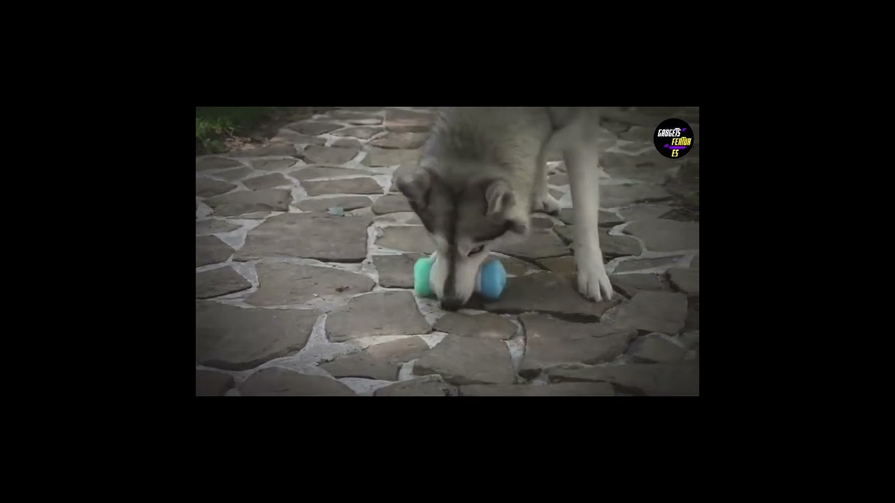 Smart Gadgets Shorts | Wicked Bone Video