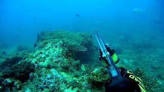 Raw footage - Spearfishing Green jobfish (Uku) in Western Australia