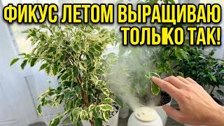 ФИКУС - ГЛАВНЫЕ ПРИЧИНЫ ПОЧЕМУ ЛИСТЬЯ ОПАДАЮТ и СОХНУТ КОНЧИКИ!!