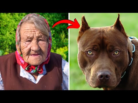 Video: 11 razas de perros criadas por razones sorprendentemente complejas