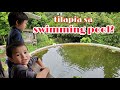 Tilapia sa swimming pool?