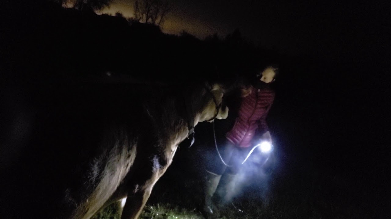 finding Ms. Ace at McMinnville's Cast Iron Farm grounds