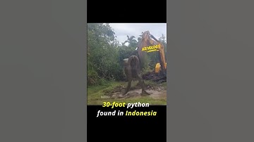 30-Feet Python Found in Indonesia – Shocking footage!