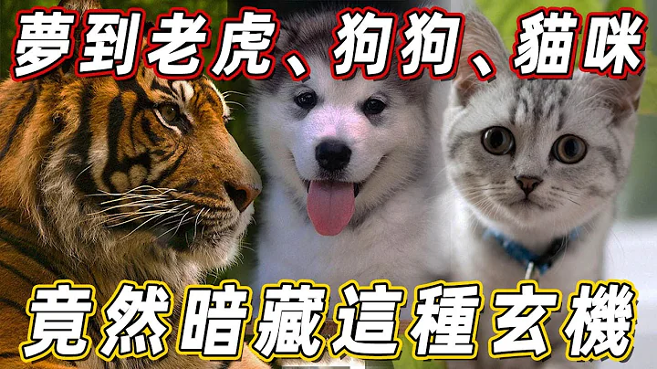 通灵人天眼看到，睡觉梦见老虎、猫咪、狗狗，竟然暗藏这种玄机！ | 佛说 - 天天要闻