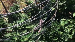 Outdoor medical grow: Augusto ya llegó