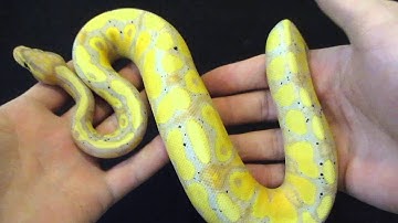 Banana Yellow Belly ball python!!