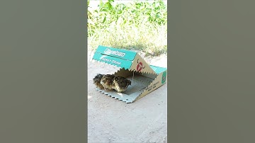 Best Create Bird Trap Technique - Quail Trap #amazing bird trap #shorts