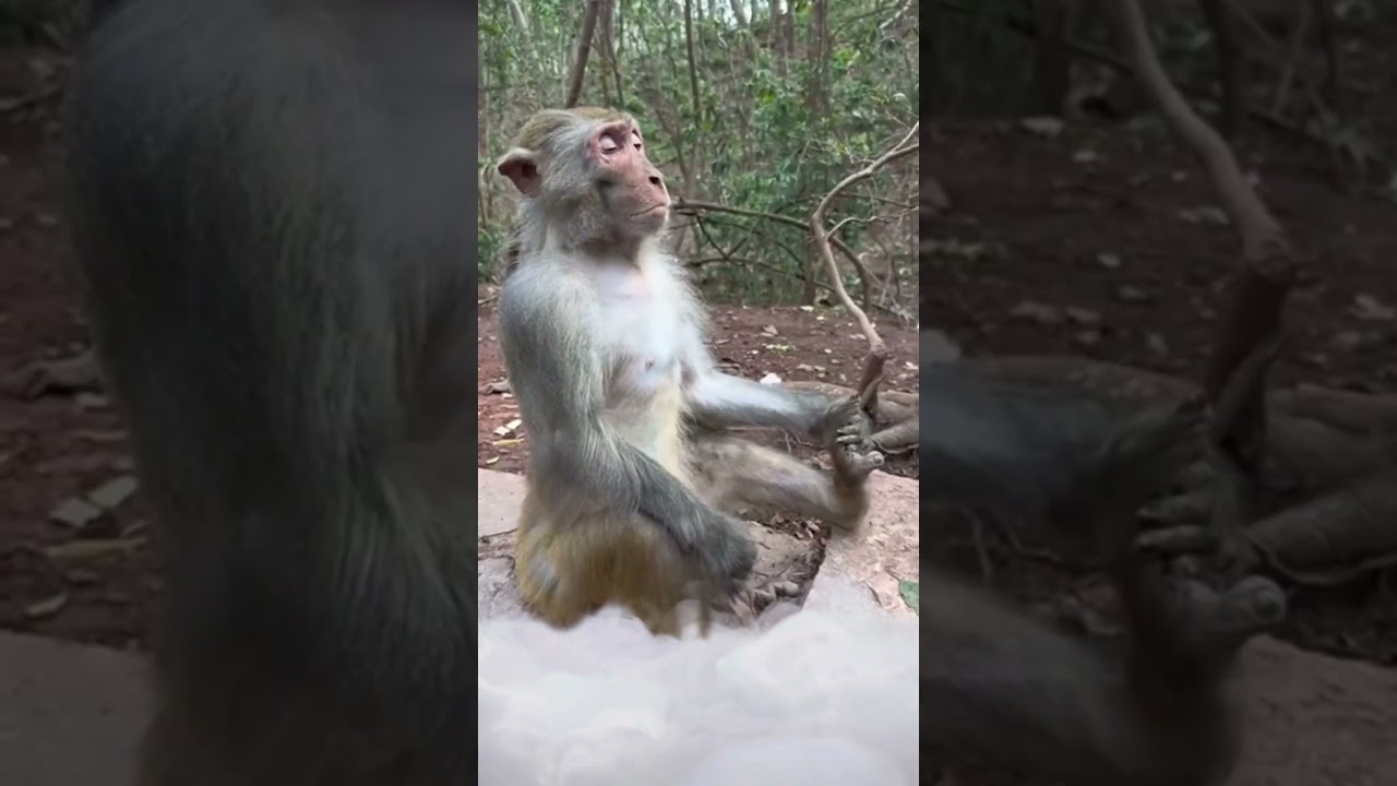 What the right music can do to even a Monkey! 