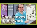 Understanding Stinging Nettles and Dock Leaves