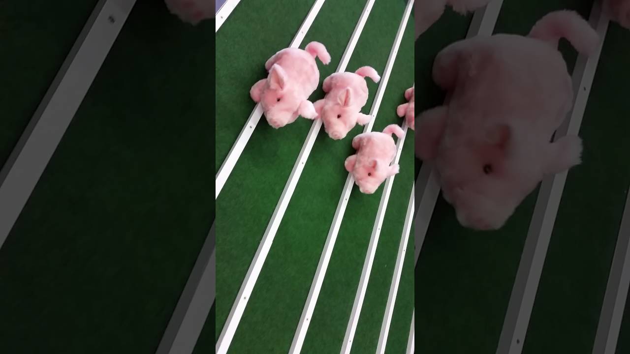 camera iphone 8 plus apk Pig racing!