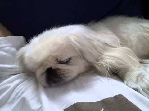 Kim snoring (pekingese dog snoring 