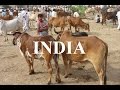 Indiaburhanpur cattle market  part 48