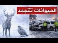 عاجل أمريكا تتجمد كليا مشاهد النهاية في نيويورك تجمد الحيوانات واقفة والعاصفة القادمة هي الأشرس 