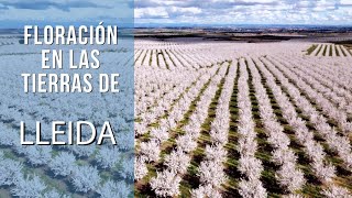 La floración en las comarcas de Lleida
