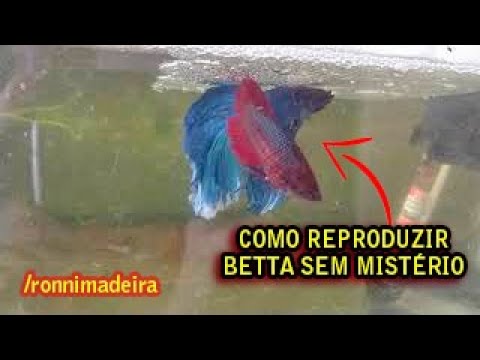 Como reproduzir Peixe Betta sem SEGREDO. É fácil. Assista!!