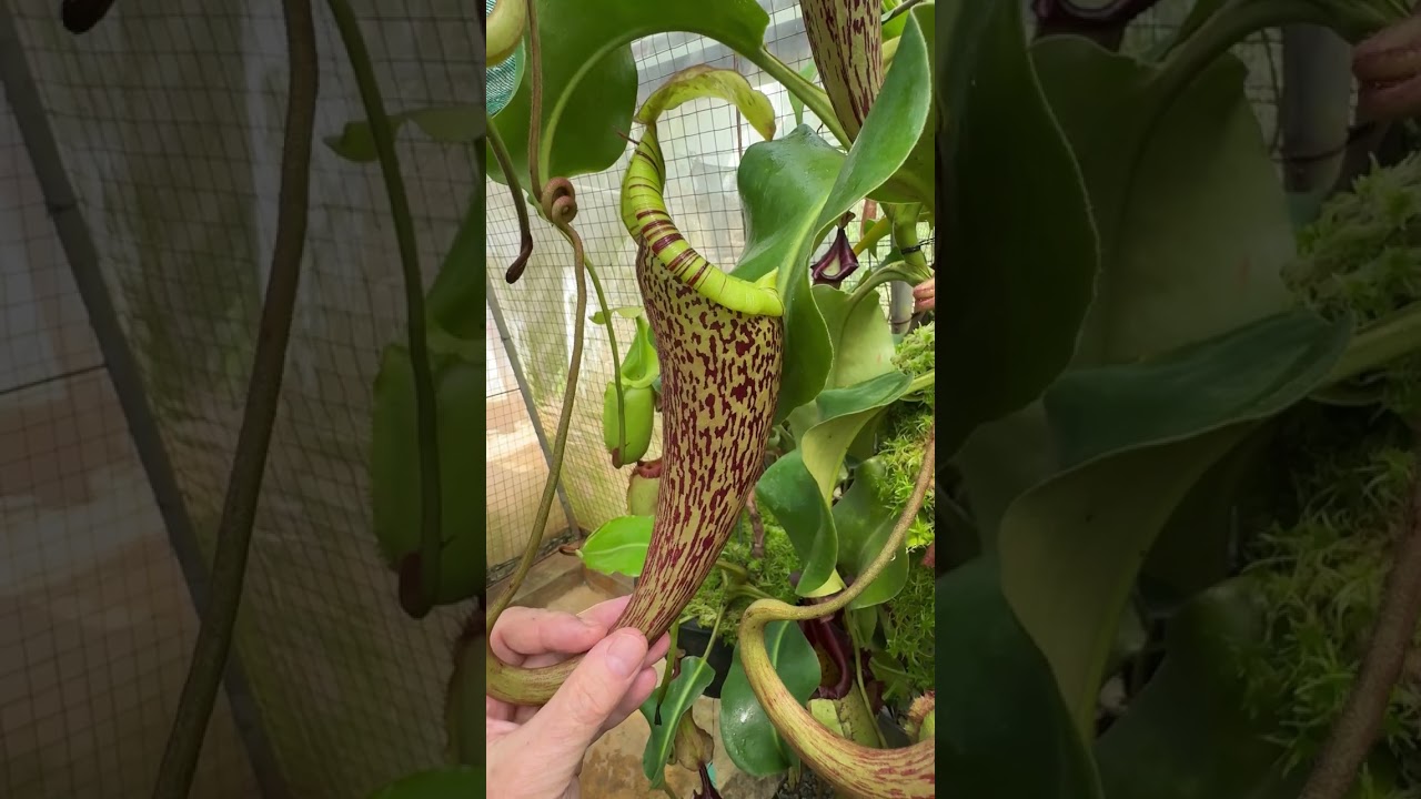 Spotlight on N. spectabilis x platychila | BE-3760 - YouTube