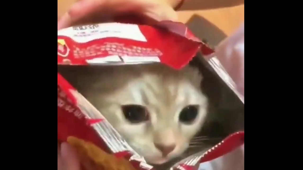 Kitten Popping out Potato Chip Bag - YouTube