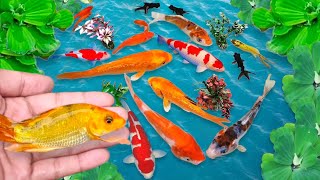 Serok ikan hias, ikan koi, ikan warna-warni, ikan mas koki, ikan komet, ikan gurami, kurakura brazil