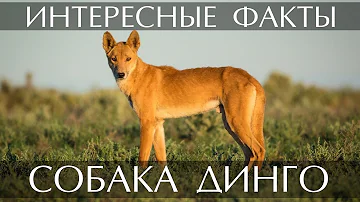 Собака Динго - интересные факты