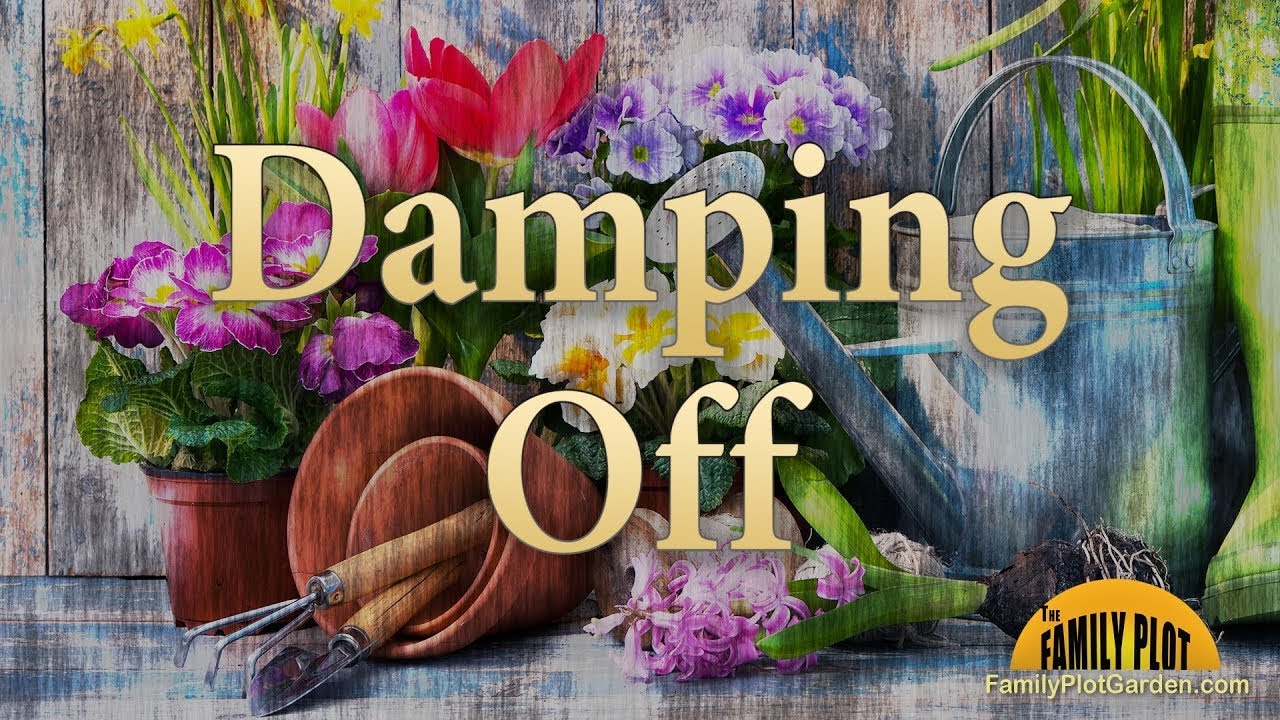 Damping Off – Garden Glossary