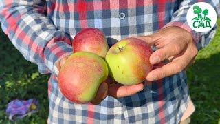 🍏 Яблоня сорт Алеся 🍏  Регулярное плодоношение, высокие вкусовые и товарные качества плодов.