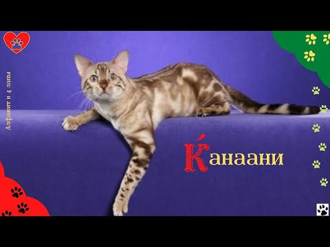 Алфавит в 4 лапы/К: Канаани или Ханаани/История породы/характер/отличительные черты и качества/