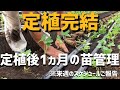 【いちご栽培 いちご農家】定植完結そして定植後1ヵ月の管理について